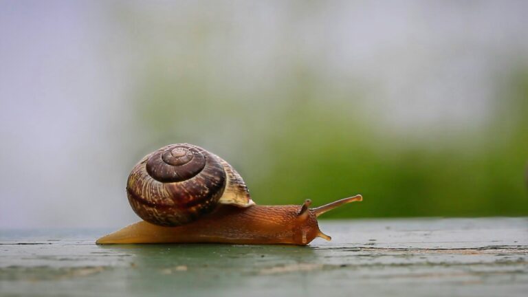 Why I Prefer Klove Over RENEE for Snail Mucin Serum